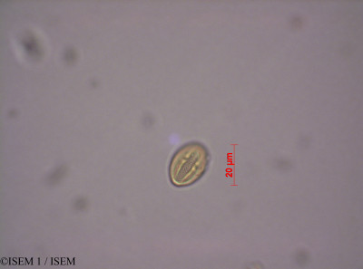 Phyllanthus urinaria - lame n° 28490